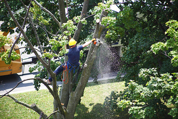Landscape Design and Installation in Elkins, WV